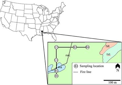 Physical Processes Dictate Early Biogeochemical Dynamics of Soil Pyrogenic Organic Matter in a Subtropical Forest Ecosystem